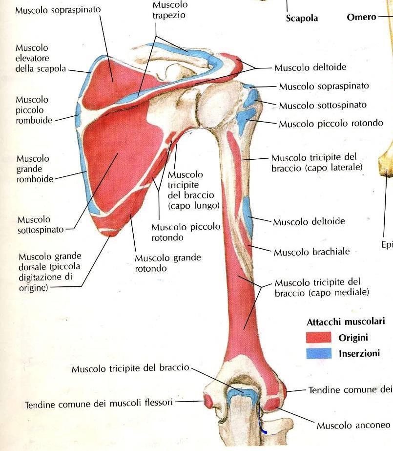 VISIONE