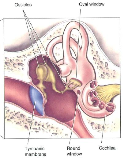 L orecchio interno: coclea (ii) La coclea contiene i recettori sensitivi degli stimoli acustici, che trasformano le stimolazioni meccaniche delle