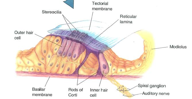 L organo di Corti (ii) Le stereociglia attraversano una membrana detta lamina reticolare e, circondate da endolinfa, raggiungono la