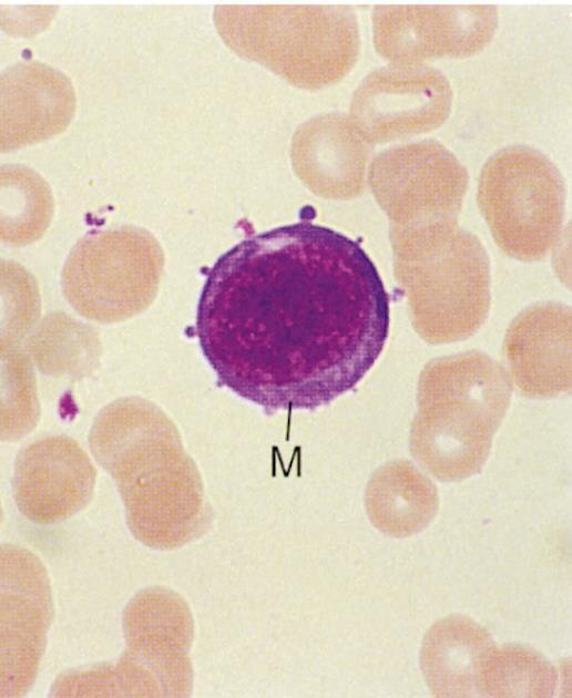 Mieloblasto Differenziamento Neutrofili Basofili e Eosinofili seguono