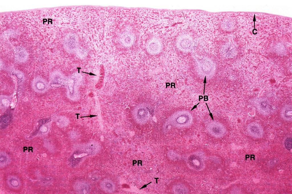 Struttura e Funzioni della Milza Polpa Bianca Tessuto linfoide che si attiva in risposta ad