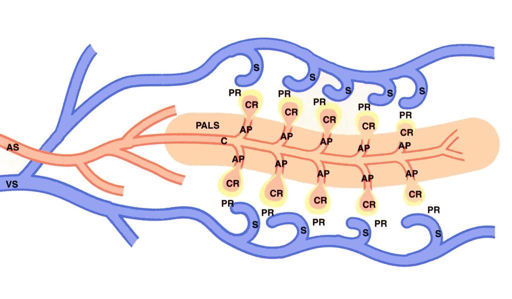 AS, Arteria Splenica. C, Arteria Centrale. AP, Arteriole Pennicillari PALS, Rivestimento Periarteriolare Linfoide.