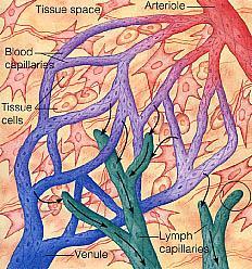 Assorbimento del grasso Sistema Linfatico Bilancio dei fluidi L eccesso di fluidi interstiziali che non viene riassorbito nelle vene entra nei capillari linfatici e diviene