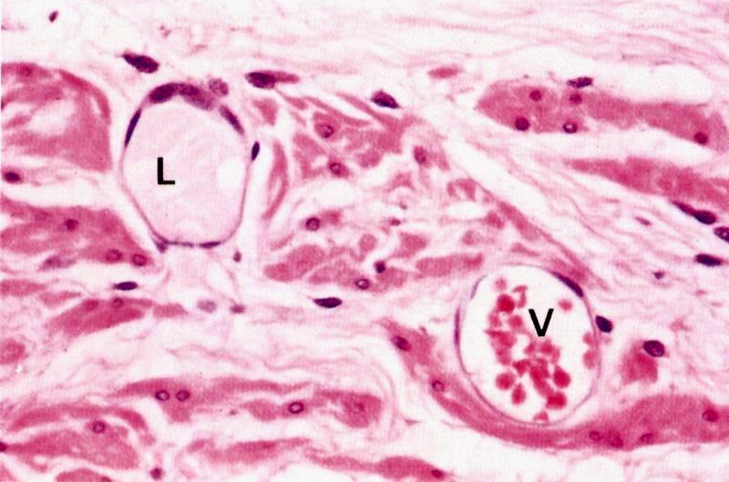 Capillari linfatici sono aperti a fondo cieco con