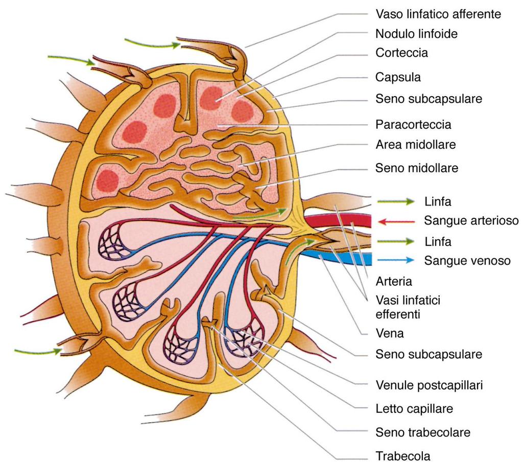 Linfonodi Posizionati strategicamente in tutto il
