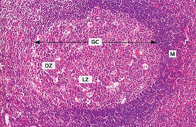Linfociti - Centro germinativo Plasmacellule, Cellule