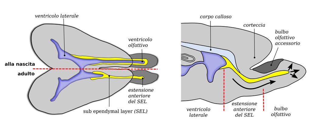 Migrazione delle cellule del bulbo olfattivo igura 47.2.