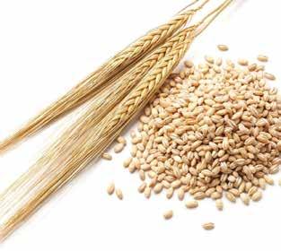 QUINOA La quinoa è un alimento che ha moltissime proprietà nutritive; è molto ricca di proteine, carboidrati e fibre alimentari.