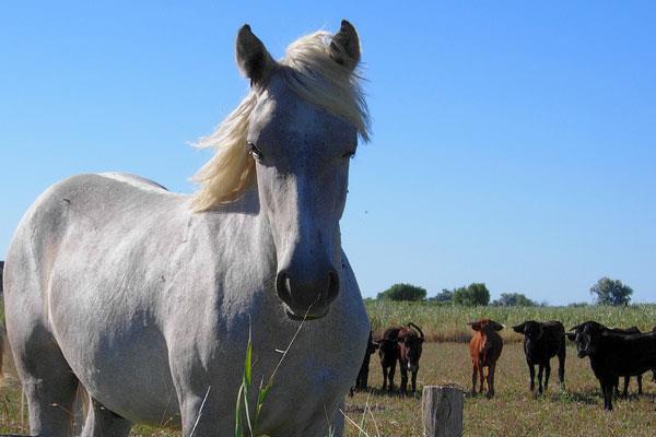 dai vigneti alle colline di Garrigue e delle Alpilles, dai castelli fino agli splendidi centri storici con tesori tutelati dall Unesco Un viaggio di 300 chilometri lungo rotte sicure e adatto davvero