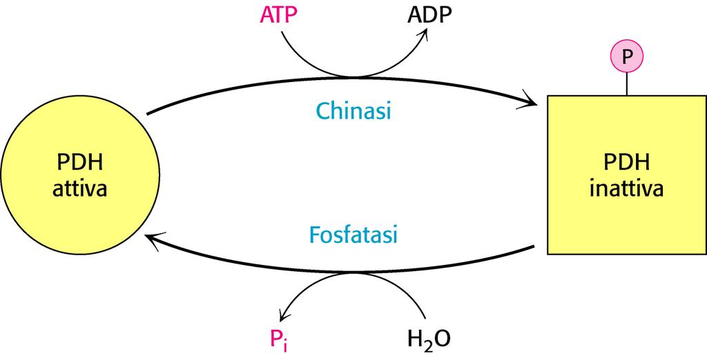 Il ciclo di Krebs è regolato dalla attività della piruvato deidrogenasi La PDH viene inibita quando la carica energetica è elevata La piruvato deidrogenasi (PDH) è regolata: 1.