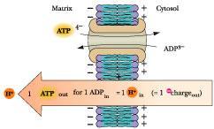 Le concentrazioni di ATP e NADH regolano il Ciclo di Krebs [ATP] mitocondriale dipende dai processi di produzione e rimozione SINTESI MITOCONDRIALE (in funzione della po 2 ) [ATP] mit TRASPORTO
