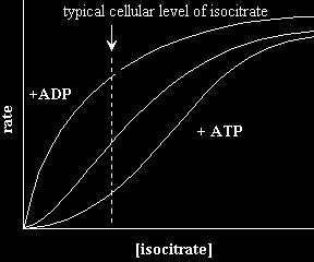 2 reazione irreversibile (NADP + ) (NADP) Mn 2+ isocitrato Isocitrato deidrogenasi -chetoglutarato La isocitrato DH necessita di uno ione di Mn 2+ (o Mg 2+ ).