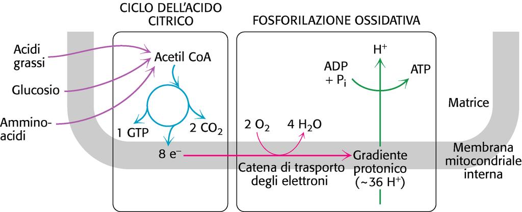 CICLO DI KREBS (o DELL ACIDO CITRICO) È un processo ossidativo che ha un ruolo centrale nel metabolismo energetico delle cellule eucariotiche. Avviene nella matrice mitocondriale.