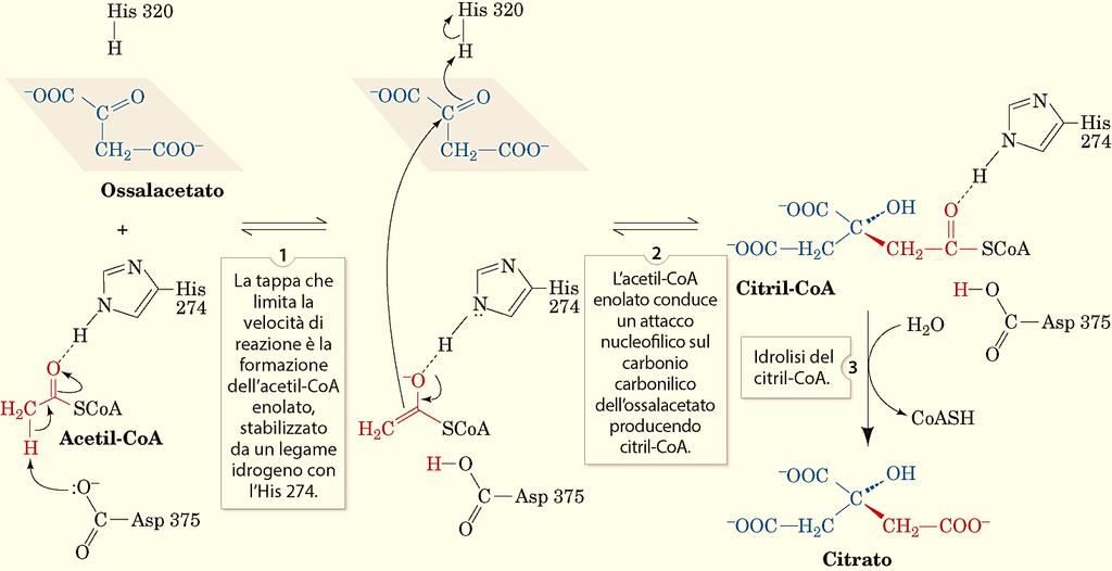 SITO ATTIVO DELLA CITRATO SINTASI:I residui di Asp375 e His274