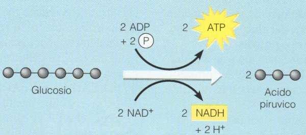 - via metabolica presente in tutte le cellule - via citoplasmatica - via anaerobica: non richiede il consumo di O 2 - ricava energia