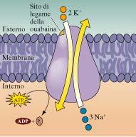 Struttura molecolare della la pompa Na + /K +