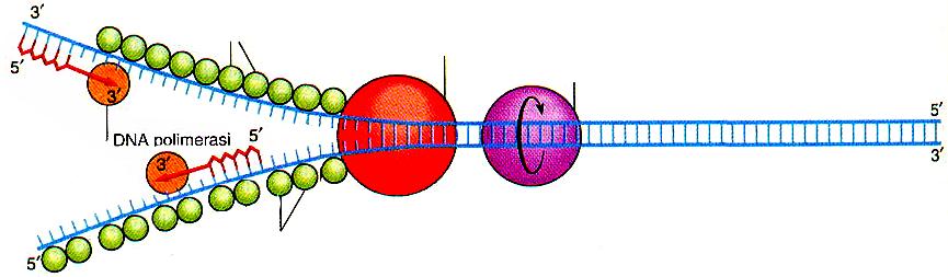!!! topoisomerasi primasi innesco di RNA proteine che legano