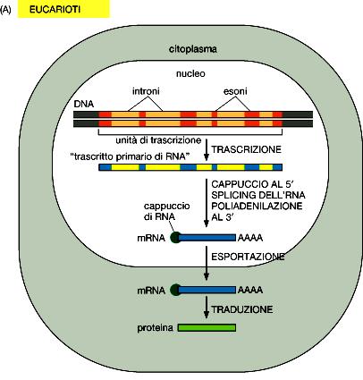 Negli eucarioti Trascrizione e maturazione degli RNA L allungamento della trascrizione negli eucarioti è strettamente