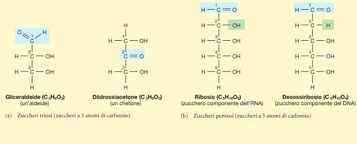 04/10/17 GLUCOSIO RUOLO CHIAVE