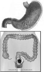 visualizzazione di alcuni tratti gastrointestinali, quali: stomaco (lume
