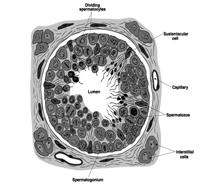 C. SERTOLI FUNZIONE