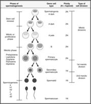 Spermatogonia