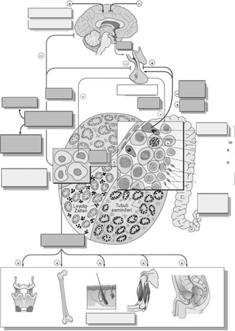 SHBG DIMINUZIONE OBESITA, DM2 SHBG AUMENTO INVECCHIAMENTO Effetti del T e dei suoi metaboliti SINDROME NEFROSICA GLUCOCORTICOIDI CIRROSI,