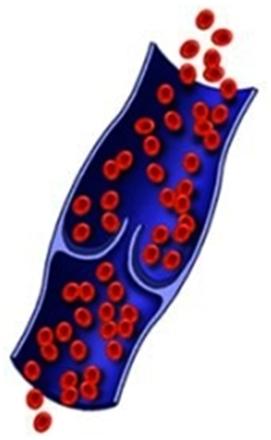 Per assolvere la sua funzione, il globulo rosso (o eritrocita o emazia) contiene una elevata concentrazione di emoglobina, una proteina che ha la funzione