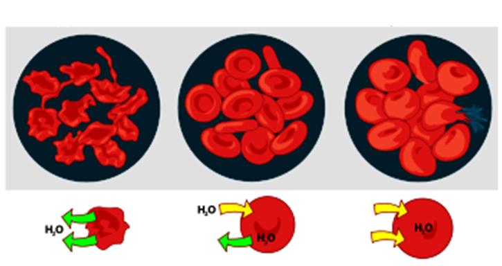 Come per qualunque altra cellula, la concentrazione attiva dei soluti nel citoplasma del globulo rosso è la stessa che nel plasma del sangue ed esercita una pressione osmotica di circa 7.8 atm a 37 C.