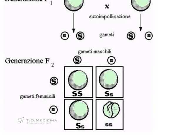 gene per il pigmento con gli alleli gialloverde; gene per il riempimento del seme con gli alleli