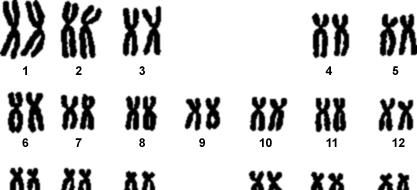 Si ricorda che il numero dei cromosomi è fisso per ogni specie vivente.