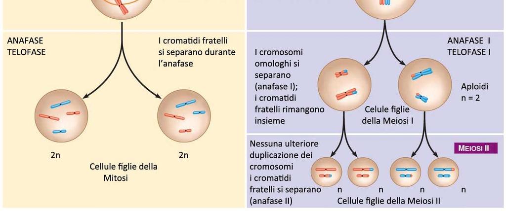 del corpo Dimezzamento del numero