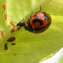 perdita di biodiversità, di