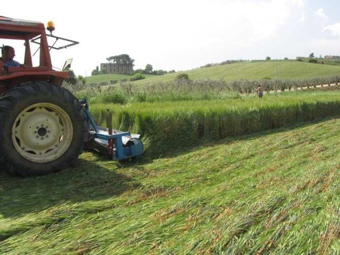 Tesi senza melone b ab ab a a Accestimento FRUMENTO MIX b ab a a a Levata SEGALE ORZO