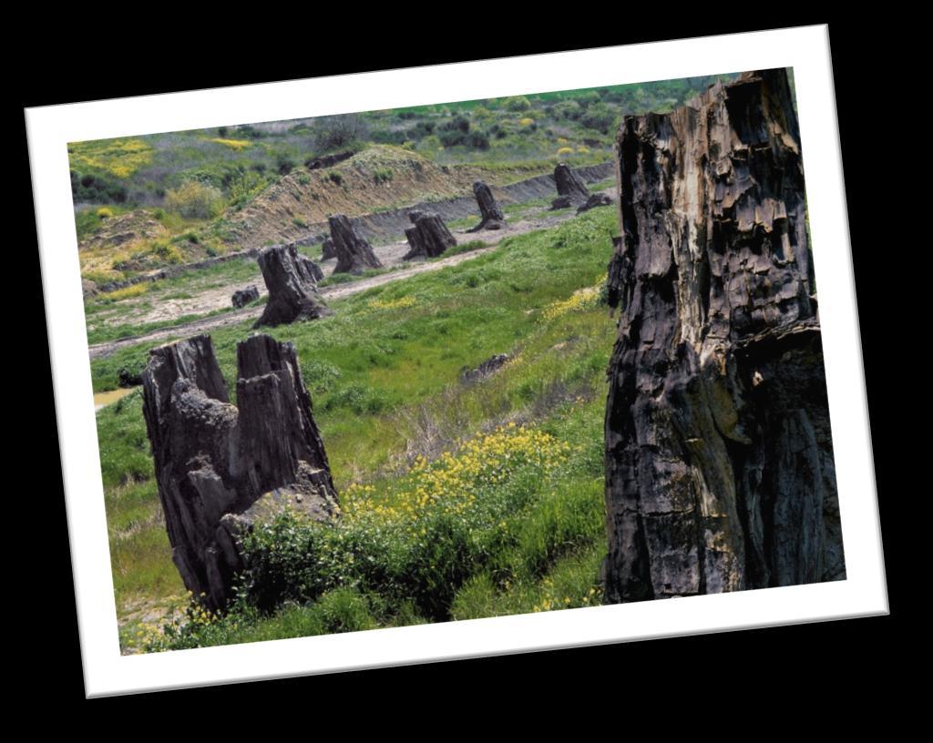 Foresta Fossile di Dunarobba Un viaggio ai primordi della storia La Foresta Fossile di Dunarobba è per le sue caratteristiche uno dei siti paleontologici più importanti del mondo.