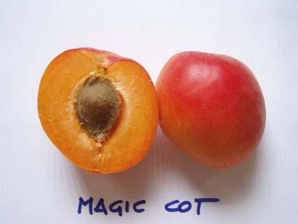 MAGIC COT 7 giugno.06 Ch. PEROUSE (FRANCIA) Pianta con scarsa produzione e frutti enormi n.