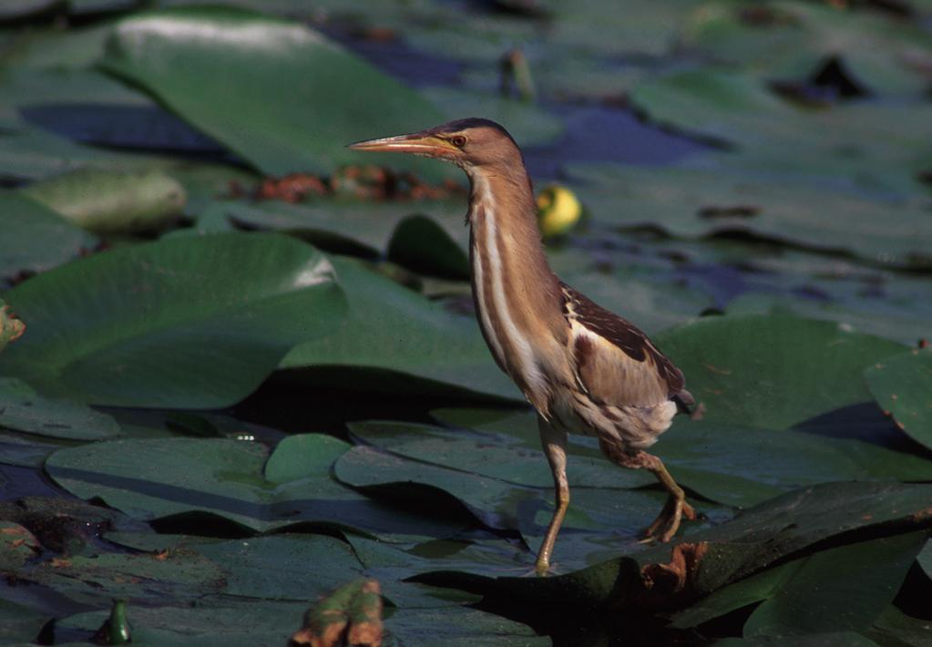 TARABUSINO Ixobrichus minutus Caratteristiche e significato della popolazione del sito: importante area di nidificazione (60 coppie = 12% della popolazione regionale) Livello di interesse della