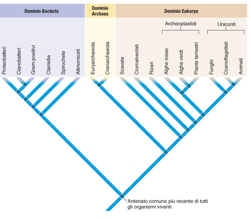 a. L evoluzione e la sua connessione con la tassonomia Batteri Archei Eucarioti Nucleo racchiuso da membrana Assente Assente Presente Organuli racchiusi da membrana Assente Assente Diversi