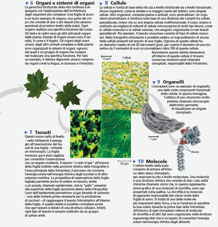 della GERARCHIA BIOLOGICA Campbell-Reece,