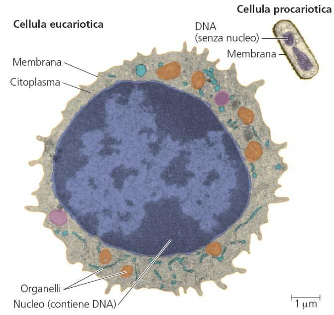 d. Correlazione tra struttura e funzione e.