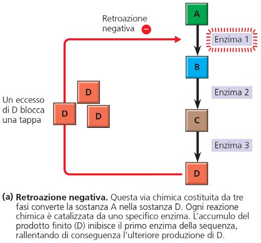EREDITABILI sotto forma di DNA Tema 7: meccanismi di retroazione (FEEDBACK) REGOLANO i sistemi