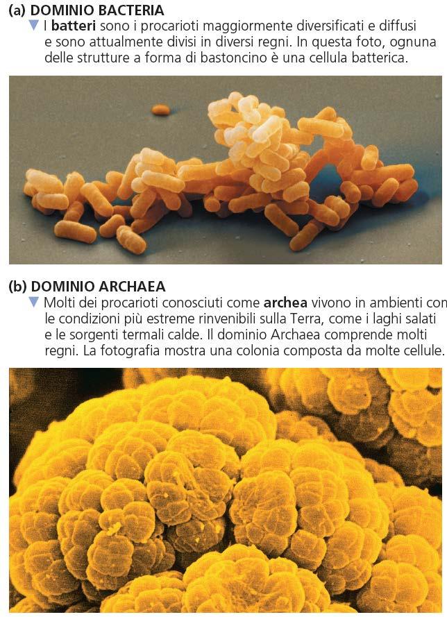 DOMINIO ARCHAEA diversi regni DOMINIO