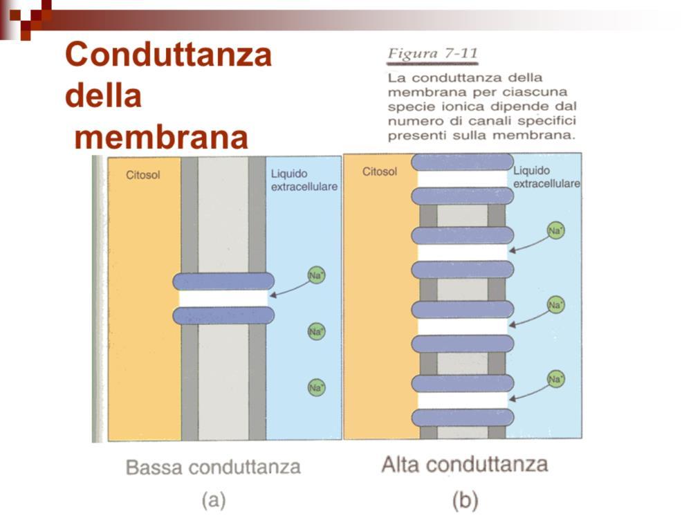 Capacità elettrica della membrana Comunque, sebbene gli ioni non possano attraversare il doppio strato lipidico se non tramite i canali ionici, essi possono interagire tra un lato e l'altro della