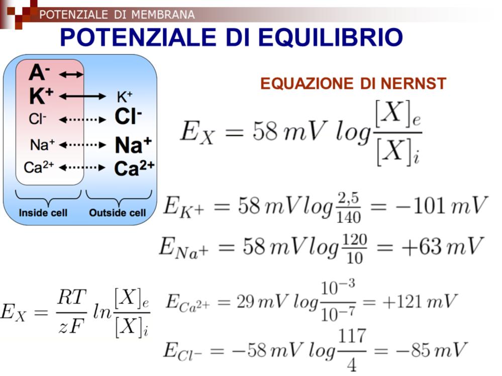 L equazione di Nernst permette di calcolare il potenziale di equilibrio di una sola specie ionica se si conosce esattamente la sua concentrazione nei due compartimenti cellulari.