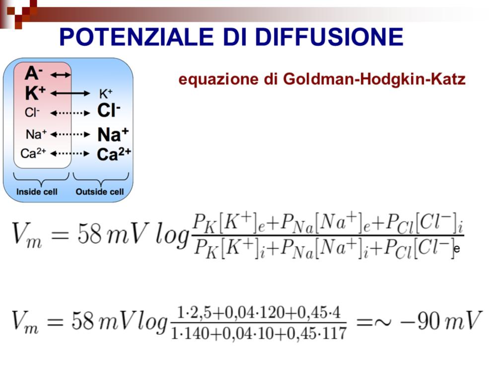 Una piccola quantità di ioni Na fluiscono nella cellula rendendo l interno della cellula meno negativo di quanto sarebbe se il Na venisse totalmente escluso.