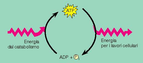 Ciclo dell ATP l energia liberata dalle reazioni di degradazione (catabolismo), viene utilizzata per ricaricare l ATP.