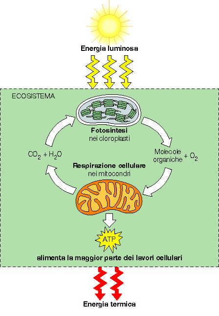 Flusso dell energia Da dove proviene l energia necessaria alla produzione di ATP?