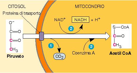 Sintesi dell acetil-coa Fase intermedia: il piruvato entra nei mitocondri