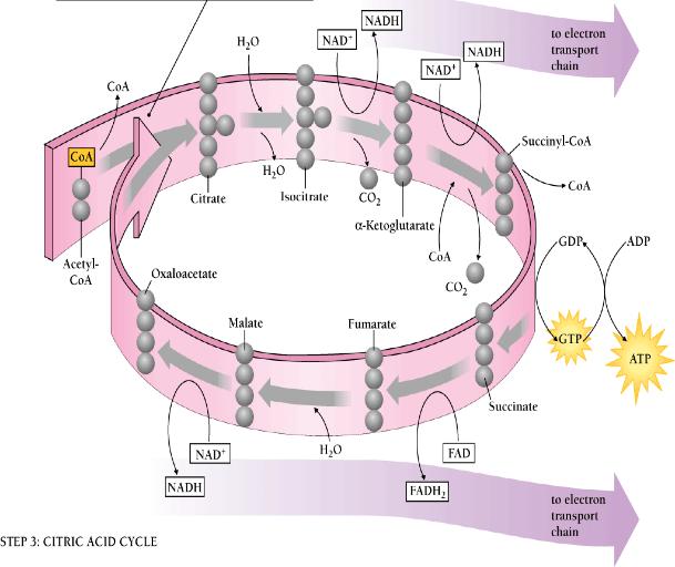 Bilancio del Ciclo di Krebs Durante il ciclo di Krebs una singola molecola di