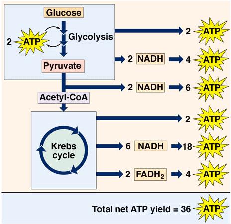 Il rendimento energetico Da ogni molecola di glucosio attraverso la respirazione cellulare